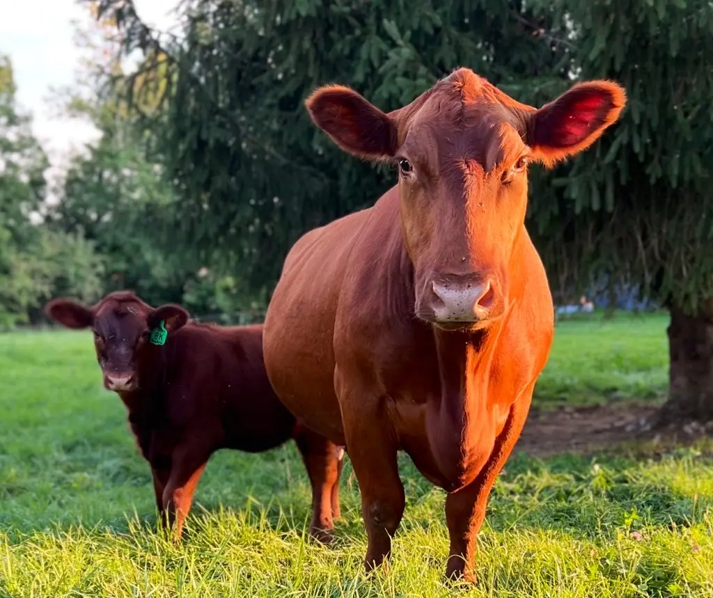 A Red Angus cow and calf on the farm